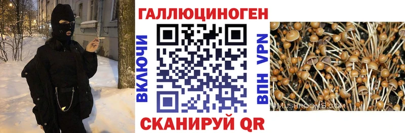Галлюциногенные грибы Psilocybe  даркнет сайт  Чапаевск 